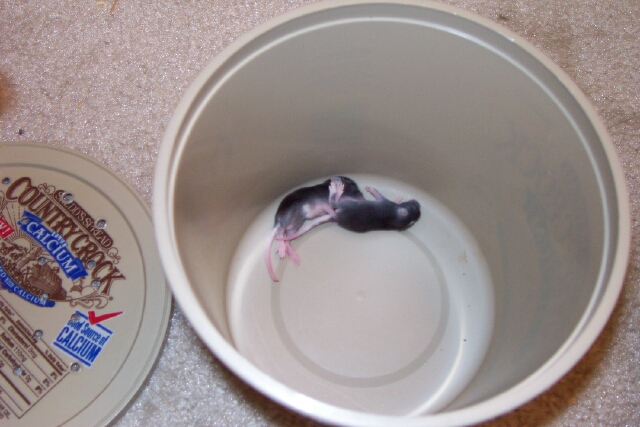 baby feeder mice